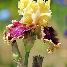 Схема вышивки «ирис»