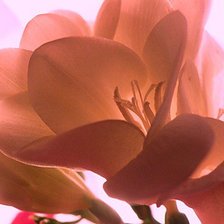 Схема вышивки «Ц1»