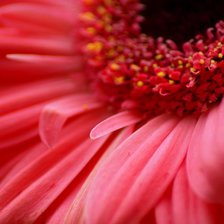 Схема вышивки «Гербера1»