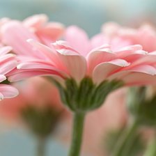 Розовые герберы