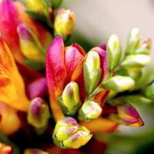 Схема вышивки «цветы»