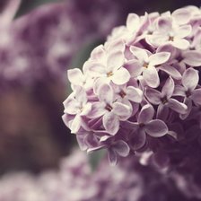 Схема вышивки «сирень»