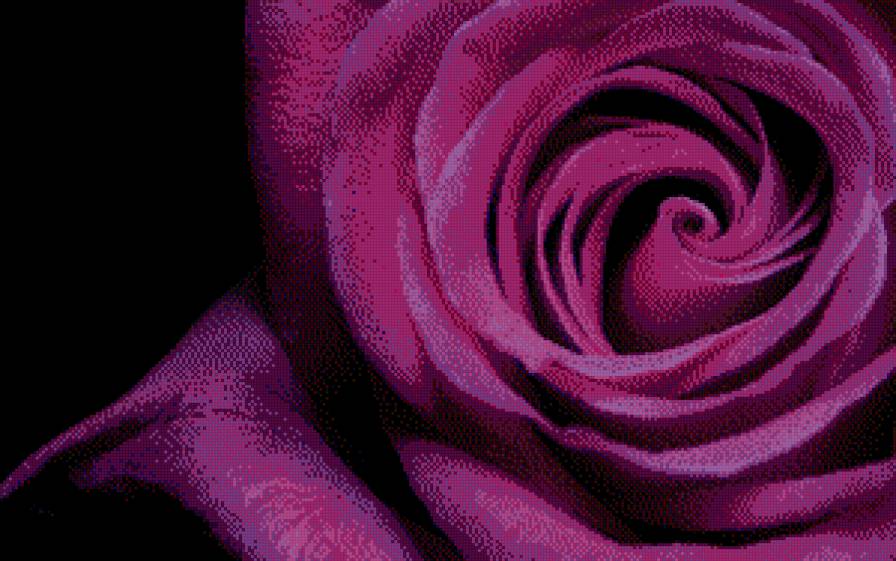 роза - роза - предпросмотр