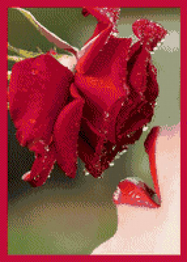 королевы - природа, роза, девушка, цветы, люди - предпросмотр