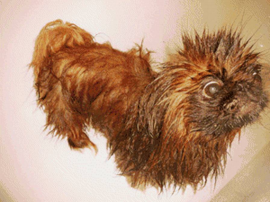 мокрый пекинес Умка - рыжий, пес, собака, мокрый, пекинес - предпросмотр