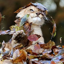 Схема вышивки «№628338»