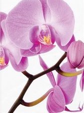 Схема вышивки «триптих2 60»