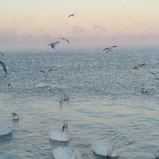 Схема вышивки «Лебиди»