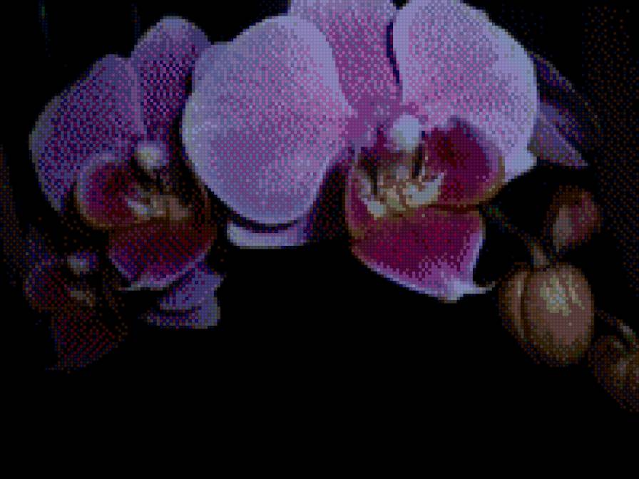 орхидея - цветы, орхидея - предпросмотр