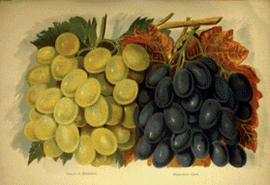 Виноград - фрукты, ягоды, натюрморт - предпросмотр