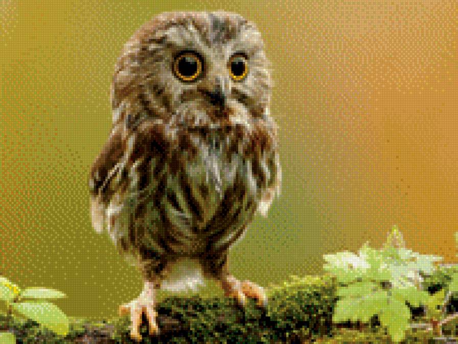 Совенок - предпросмотр