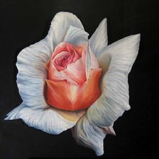 Схема вышивки «роза»