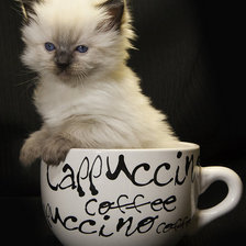 маленький шалунишка