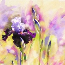 Схема вышивки «ирисы»