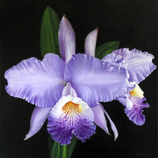 ирис