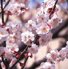 Схема вышивки «сакура»