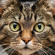 Схема вышивки «кошечка»