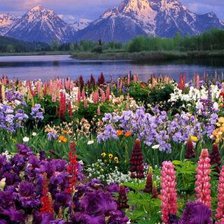 Схема вышивки «№629250»