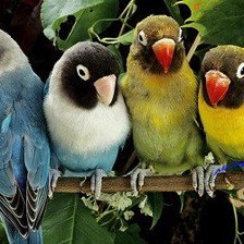 Схема вышивки «№629276»