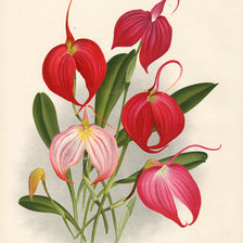 Схема вышивки «Цветы»