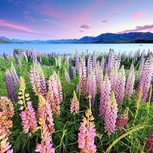 Схема вышивки «№629314»