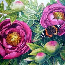 пионы с бабочкой