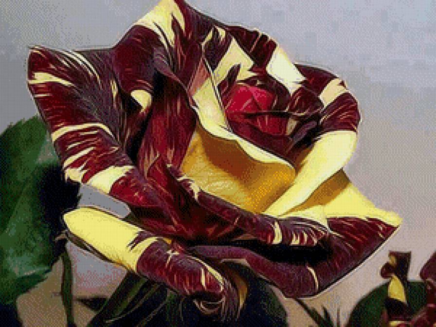 роза Кроненбург - сад, роза, цветы - предпросмотр