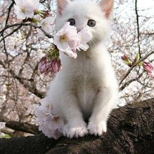 Схема вышивки «Котик и сакура»