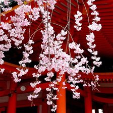 Схема вышивки «Сакура»