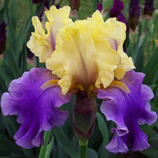 Схема вышивки «№629703»