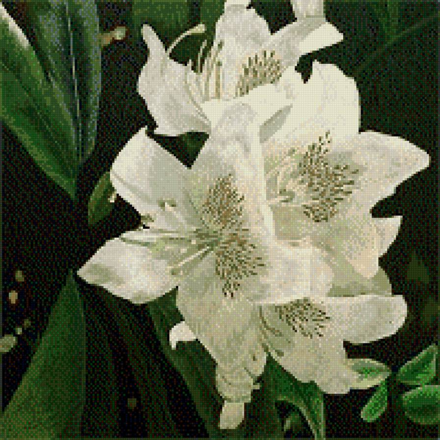 лилии - букет, природа, цветы - предпросмотр