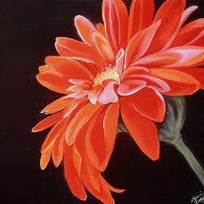 Схема вышивки «Гербера»