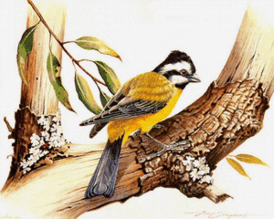 Птица на дереве - птицы, дерево - предпросмотр