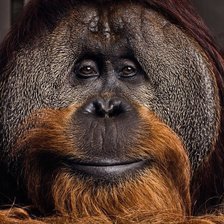 Схема вышивки «Горилла»