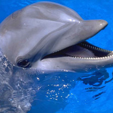 Схема вышивки «дельфин»