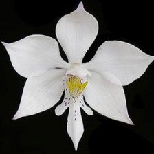 Схема вышивки «для бісеру»