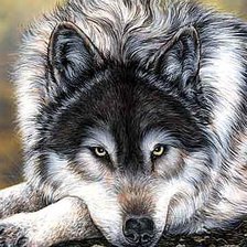 Схема вышивки «Волк»