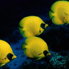 Схема вышивки «рыбки»