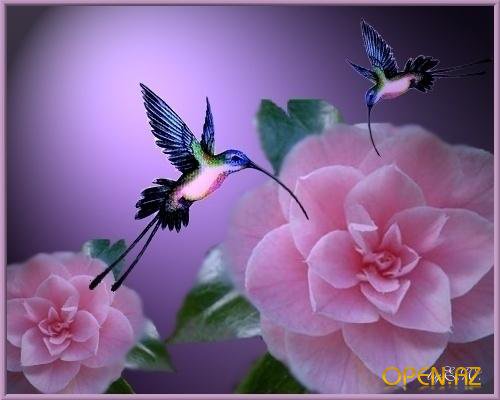 калибри - калибри.птица.цветок.красива - оригинал