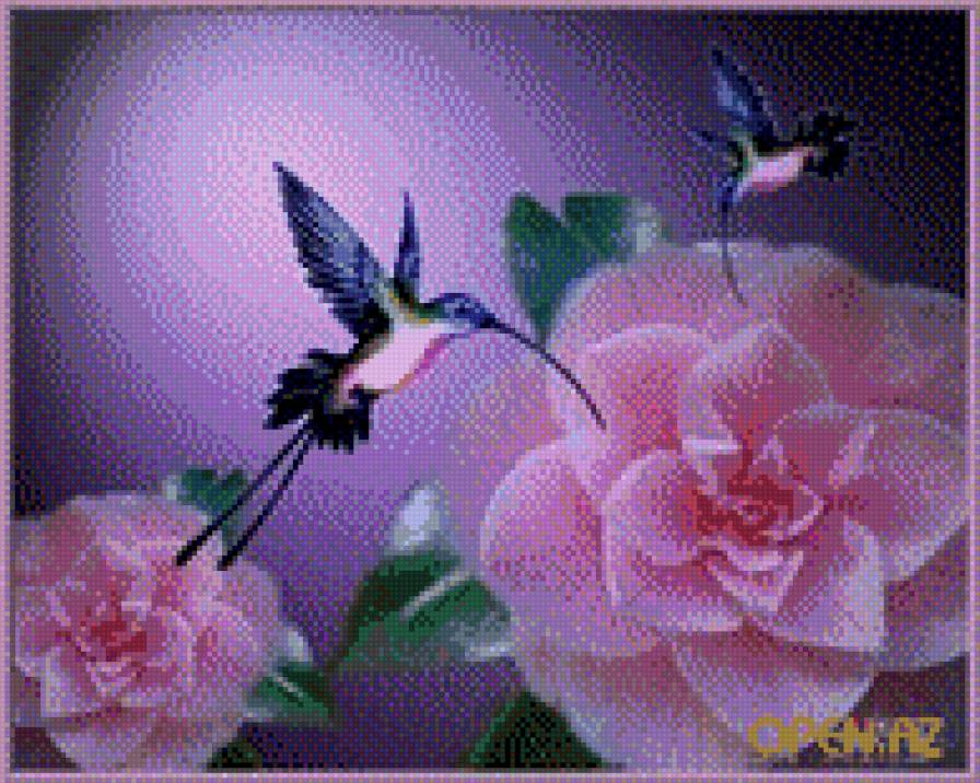 калибри - калибри.птица.цветок.красива - предпросмотр