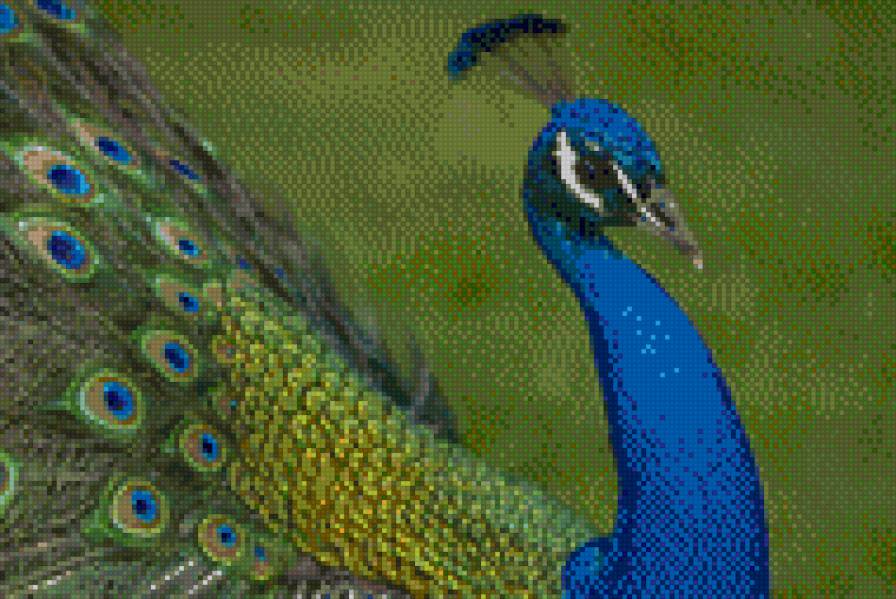 павлин - павлин.джунгли.индия.птицы - предпросмотр