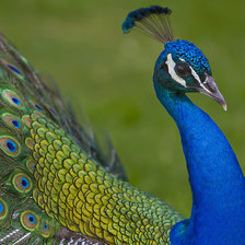 Схема вышивки «павлин»