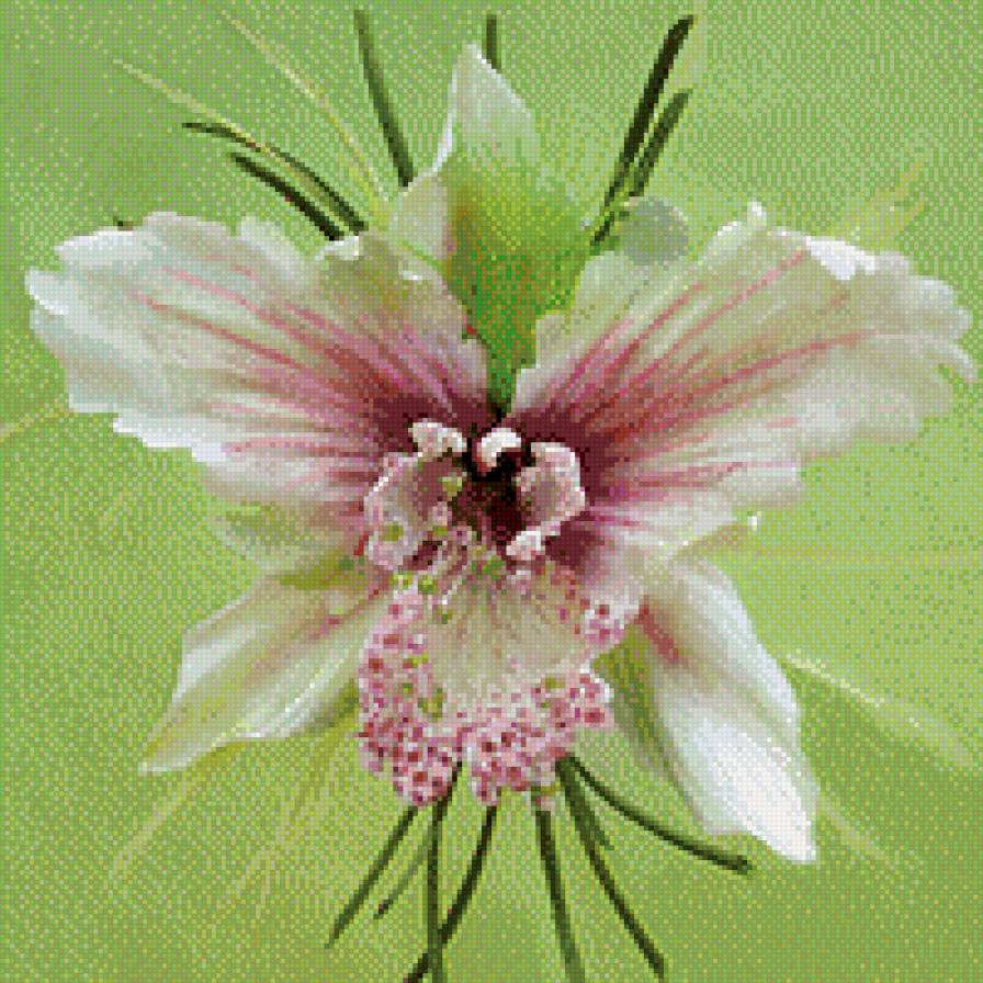 зелена орхідея - предпросмотр