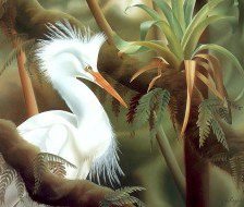 белый марабу