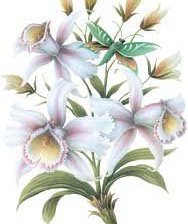 Схема вышивки «букет орхідей»