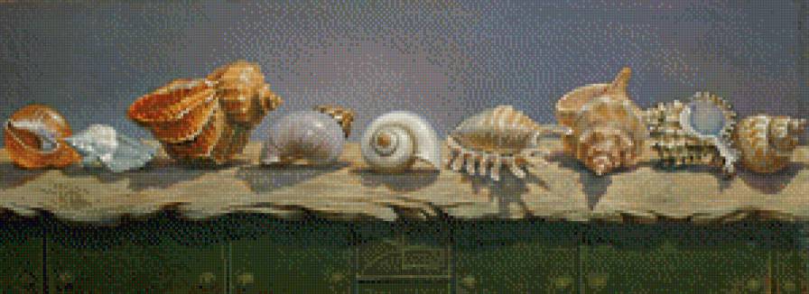 Ракушки - ракушки, море, натюрморт - предпросмотр