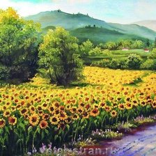 цветущие подсолнухи