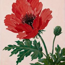 Схема вышивки «мак»