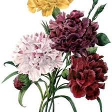 Схема вышивки «Гвоздички.»