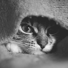 Схема вышивки «Кошка ч/б»